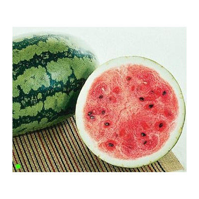 MELOUN Sweet Favorite (F1)  (Citrullus lanatus var. lanatus) 5 semen