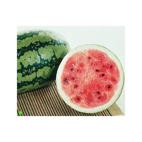 MELOUN Sweet Favorite (F1)  (Citrullus lanatus var. lanatus) 5 semen