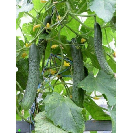 OKURKA Tasty Green 10 semen