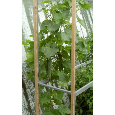 OKURKA Tasty Green 10 semen