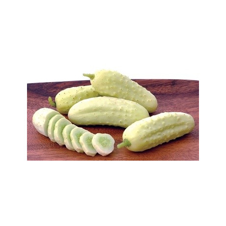 BIO OKURKA Salt and Pepper (Cucumis sativus) 15 semen 