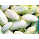 OKURKA Miniature White (Cucumis sativus) 15 semen