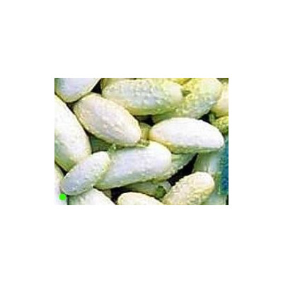 OKURKA Miniature White (Cucumis sativus) 15 semen