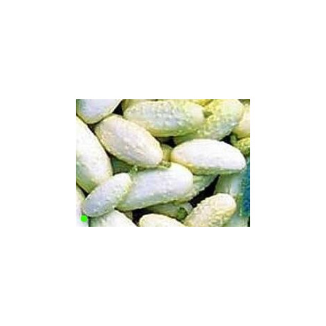 OKURKA Miniature White (Cucumis sativus) 15 semen