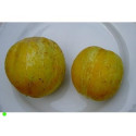 OKURKA Lemon (Cucumis sativus)  15 semen