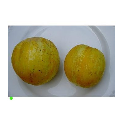 OKURKA Lemon (Cucumis sativus)  15 semen