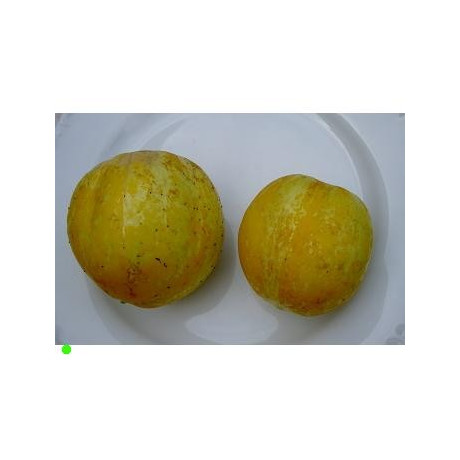 OKURKA Lemon (Cucumis sativus)  15 semen