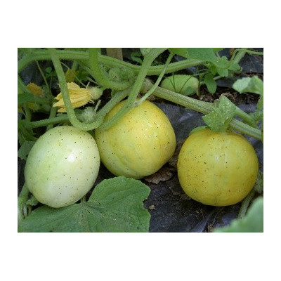 OKURKA Lemon (Cucumis sativus)  15 semen