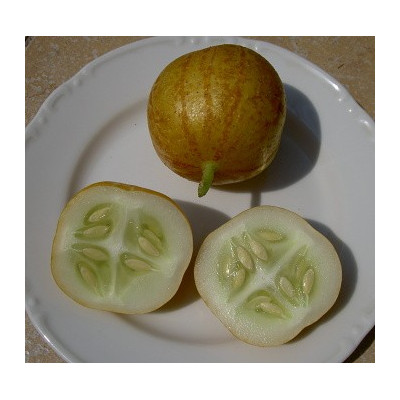OKURKA Lemon (Cucumis sativus)  15 semen