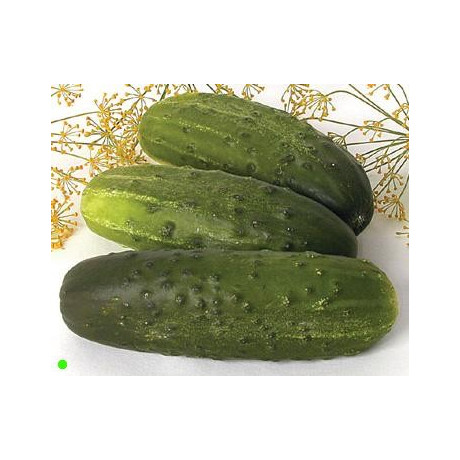 OKURKA Alibi (F1) (Cucumis sativus) 10 semen