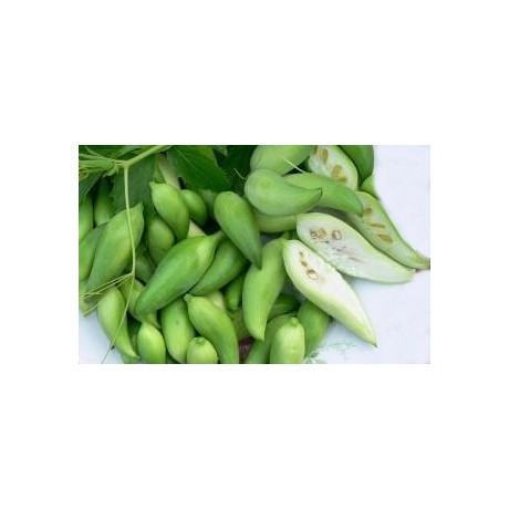 AČOKČA (Cyklanthera pedata) papriko-okurka 5 semen