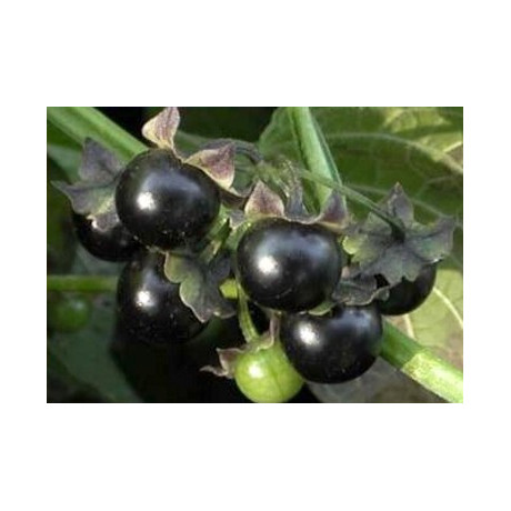 JALTOMATA procumbens 15 semen