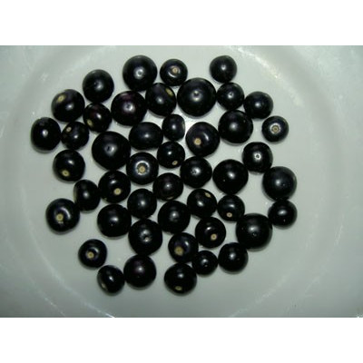 JALTOMATA procumbens 15 semen