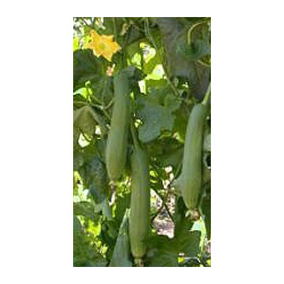 LUFFA cylindrica "Sponge gourd Loofa" 5 semen