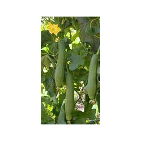 LUFFA cylindrica "Sponge gourd Loofa" 5 semen
