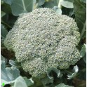 BROKOLICE Green Magic (F1) (Brassica oleracea italica) 20 semen