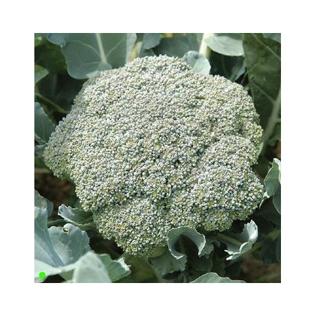 BROKOLICE Green Magic (F1) (Brassica oleracea italica) 20 semen