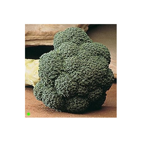 BROKOLICE Marathon (F1) (Brassica oleracea italica) 20 semen