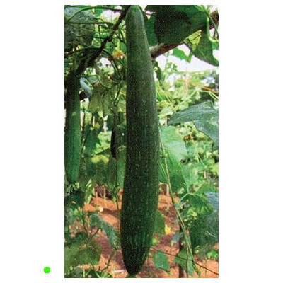 LUFFA cylindrica Green Splendour (F1)  5 semen