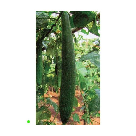 LUFFA cylindrica Green Splendour (F1)  5 semen