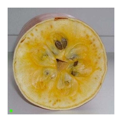 SICANA odorifera "Muškátová okurka" 5 semen