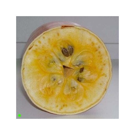 SICANA odorifera "Muškátová okurka" 5 semen