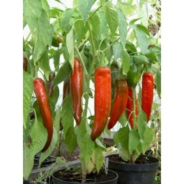 PAPRIKA "Anaheim Chilli Pepper" (Capsicum annum)  10 semen