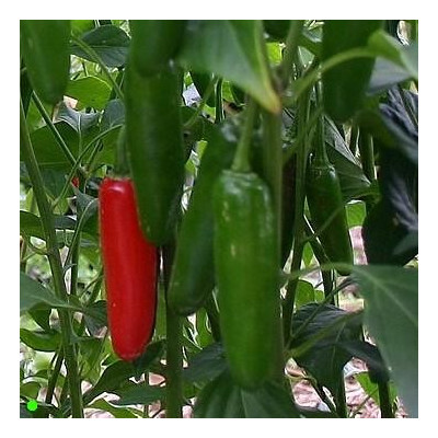 PAPRIKA Serrano (Capsicum annum) 10 semen