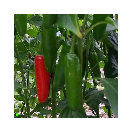 PAPRIKA Serrano (Capsicum annum) 10 semen
