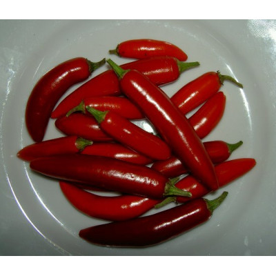 PAPRIKA Serrano (Capsicum annum) 10 semen