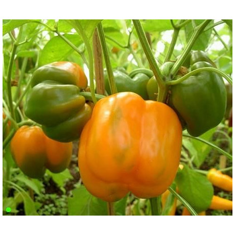 PAPRIKA Orange Bell 15 semen