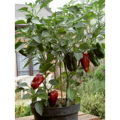 PAPRIKA Redskin 10 semen