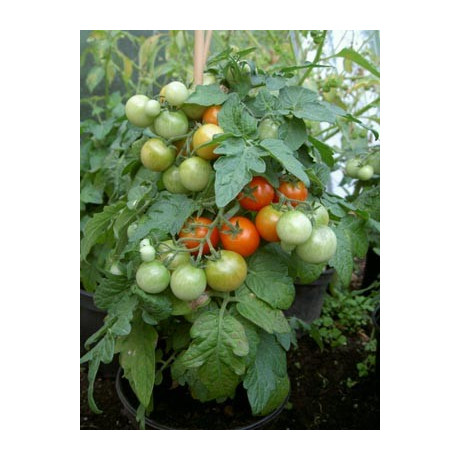 RAJČE keříčkové červené 20 semen