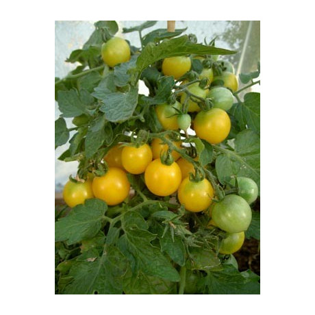 RAJČE keříčkové žluté 20 semen