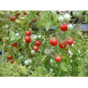 RAJČE Gartenperle (Solanum esculentum) 10 semen