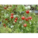 RAJČE Gartenperle (Solanum esculentum) 10 semen