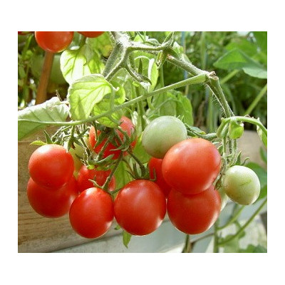 RAJČE Gartenperle (Solanum esculentum) 10 semen