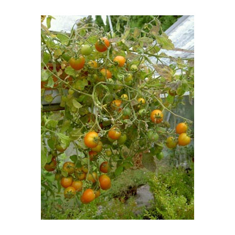 RAJČE Pendulina Orange 10 semen