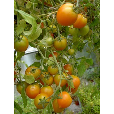 RAJČE Pendulina Orange 10 semen