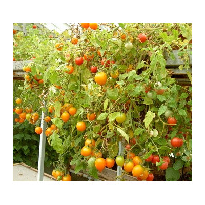 RAJČE Pendulina Orange 10 semen