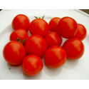 RAJČE Tumbling Tom Red 10 semen