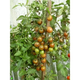 BIO RAJČE Black Cherry (Solanum lycopersicum) 20 semen