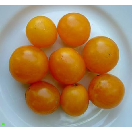 RAJČE Gold Nugget 20 semen