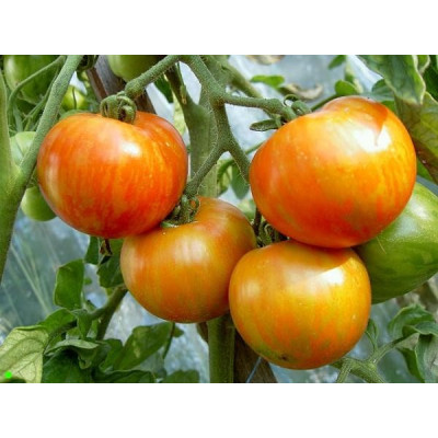 RAJČE Tigerella 15 semen