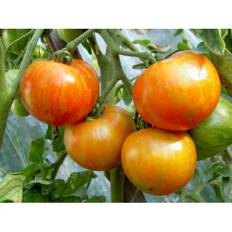 RAJČE Tigerella 15 semen