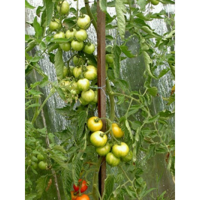 RAJČE Tigerella 15 semen