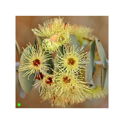 EUCALYPTUS  pauciflora ssp.niphophila "Snow gum" 20 semen