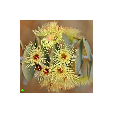 EUCALYPTUS  pauciflora ssp.niphophila "Snow gum" 20 semen