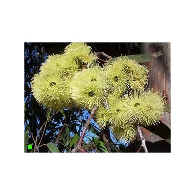 EUCALYPTUS  stricklandii "Yellow-flowering Gum" (porce)