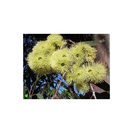 EUCALYPTUS  stricklandii "Yellow-flowering Gum" (porce)